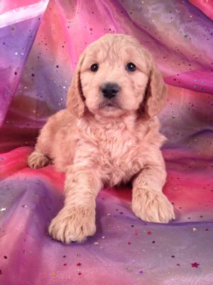 Female Goldendoodle Puppy for sale#1 DOB 12-23-14 Goldendoodles for sale in MN,IA,IL,WI,CA,NV,PA,DC,FL,MA,MD,ME,NJ,NH,NC,and RI will likely cost about Twice the Purebredpups Price to ship! Goldendoodle Breeders who sell airfare for $200.